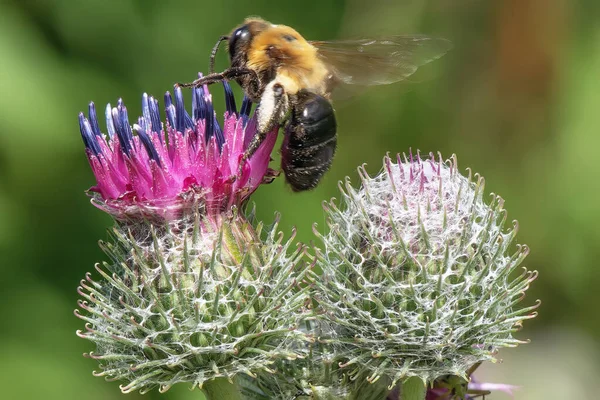 蜜蜂从近旁的花朵中采集花蜜 — 图库照片