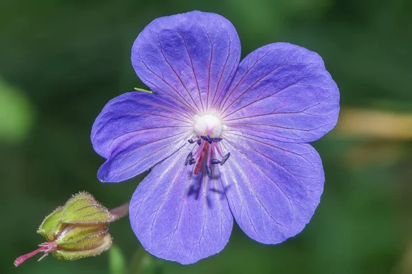 Fleur Bleue Géranium Des Marais Gros Plan — Photo