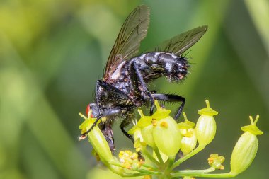 Yaprağın üzerinde kırmızı gözlü siyah bir sinek. Yaklaş..