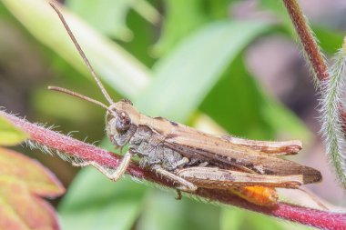 Otlakta bir sapın üzerinde Çekirge. Yaklaş..