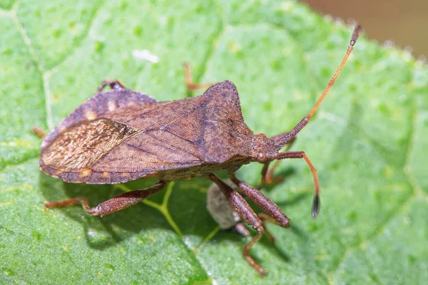 stock image A beetle on a leaf in a meadow close up.