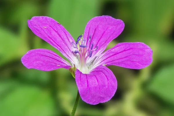 Blue Flower Marsh Geranium Close — Stock Photo, Image