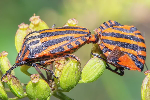Dois Besouros Listrados Vermelhos Pretos Estão Envolvidos Reprodução Perto — Fotografia de Stock
