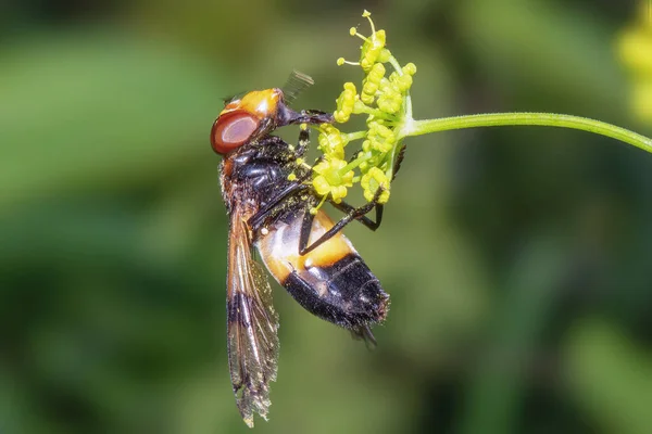 Sinek Benzeri Bir Böcek Sarı Çiçeklerden Nektar Toplar Stok Fotoğraf
