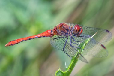 Bir çayırda yaprağın üzerinde büyük kırmızı bir yusufçuk..