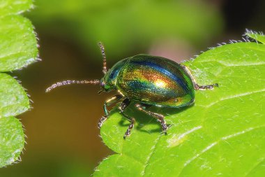 Çayırda yaprağın üzerinde altın bir böcek.
