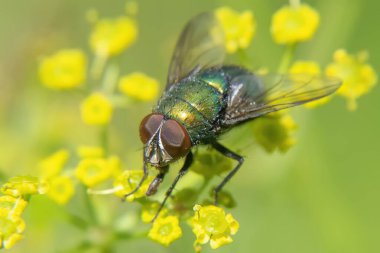 Çiçeklerdeki altın sinek Yaklaş.