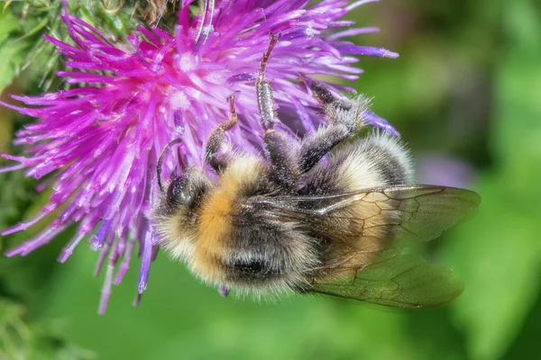 一只大黄蜂从靠近它的花朵上采集花蜜 — 图库照片
