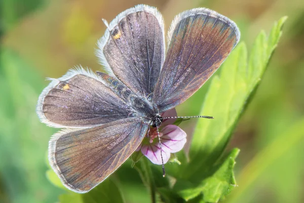 草原の花の上で蝶を閉じる — ストック写真