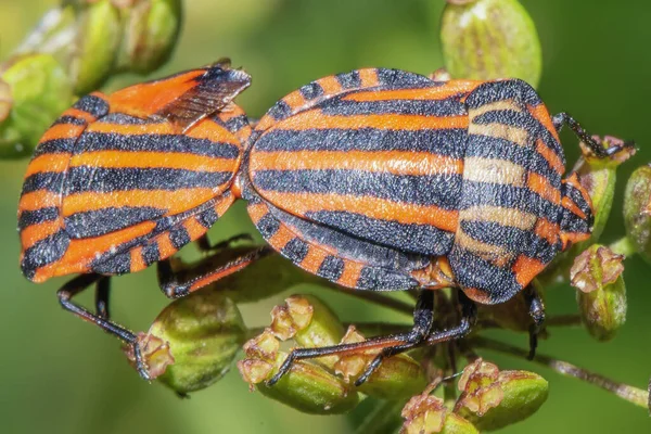 Dos Escarabajos Rayas Rojas Negras Dedican Reproducción Cerca —  Fotos de Stock