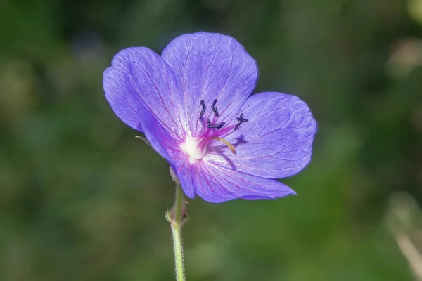 Bataklık Sardunyasının Mavi Çiçeği Stok Resim