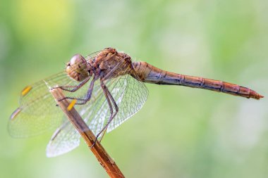 Büyük kırmızı yusufçuk çimlerin üzerinde.