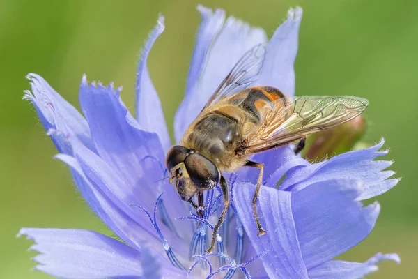 Бджола Збирає Нектар Квітки Крупним Планом Ліцензійні Стокові Зображення