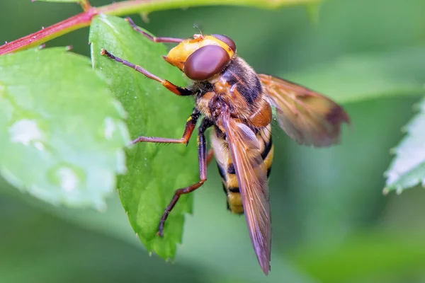 Çayırda Yaprağın Üzerindeki Sinek Gibi Bir Böcek Yaklaş Stok Fotoğraf