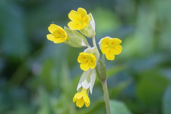 Çiçek Açan Inek Kaymasının Primula Veris Yakın Çekimi Seçici Odak Stok Fotoğraf