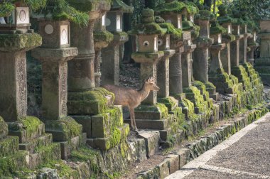 Japonya 'daki Nara Park' ta vahşi geyik. Geyikler Nara 'nın en büyük turistik cazibesinin sembolüdür. Arka planda, Kasuga Taisha 'nın kırmızı Torii kapısı Nara şehrinin en popüler tapınaklarından biri..