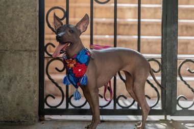 Asil Xoloitzcuintle: Kılsız Meksika köpeğinin sembolü
