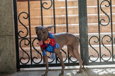 Asil Xoloitzcuintle: Kılsız Meksika köpeğinin sembolü