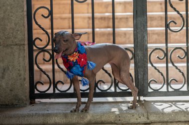 Asil Xoloitzcuintle: Kılsız Meksika köpeğinin sembolü