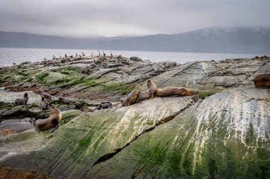 Bir grup deniz aslanı kayalık bir adanın yamacında dinleniyor. Karabataklar kayalıklarda oturuyor. Gökyüzüne karşı dağlar. Arjantin. Lobos Adası 'nda. Şey... 