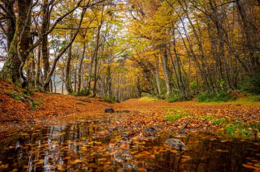 Katalonya 'daki Montseny Kayın Ormanı' ndan dökülen ve yapraklarla kaplanmış sisli bir sonbahar sahnesi. Dünyanın sonu, Arjantinli Ushuaia