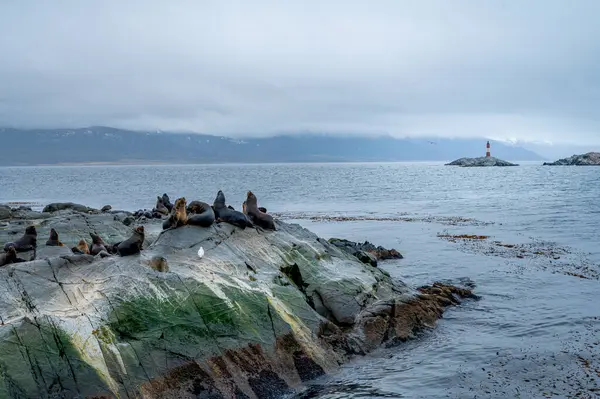 Bir grup deniz aslanı kayalık bir adanın yamacında dinleniyor. Karabataklar kayalıklarda oturuyor. Gökyüzüne karşı dağlar. Arjantin. Lobos Adası 'nda. Şey... 
