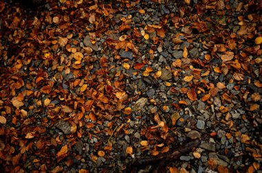 Katalonya 'daki Montseny Kayın Ormanı' ndan dökülen ve yapraklarla kaplanmış sisli bir sonbahar sahnesi. Dünyanın sonu, Arjantinli Ushuaia