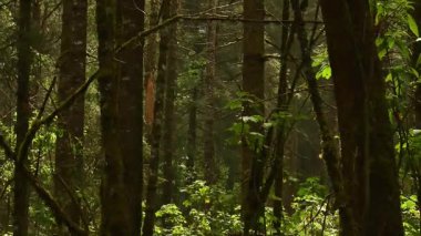 Kral kelebekleri bir Meksika tapınağında orman zemininde dinlenir ve çırpınırlar. Bu göçmen böcekler bu korunmuş doğal ortamda kışı geçirmek için binlerce kilometre yol katederler..