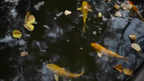 プールではたくさんのカラフルな鯉が泳ぐ — ストック動画