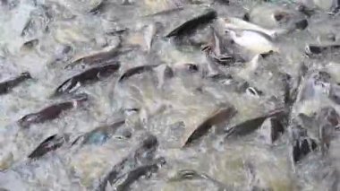 Bulk release of fish into the river on natural background