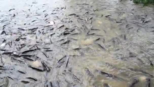 Bulkutsläpp Fisk Floden Naturlig Bakgrund — Stockvideo