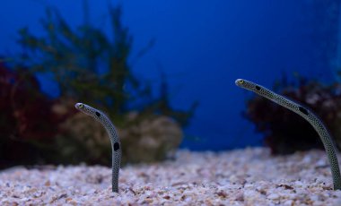 Görülmüş bahçe yılanbalığı Heteroconger Duvar kağıdında güzel balıklar.