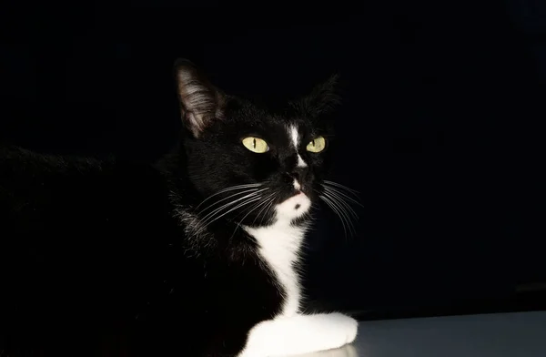黒の背景の様々な機会にテキストのためのコピースペース上の1匹の黒猫 — ストック写真