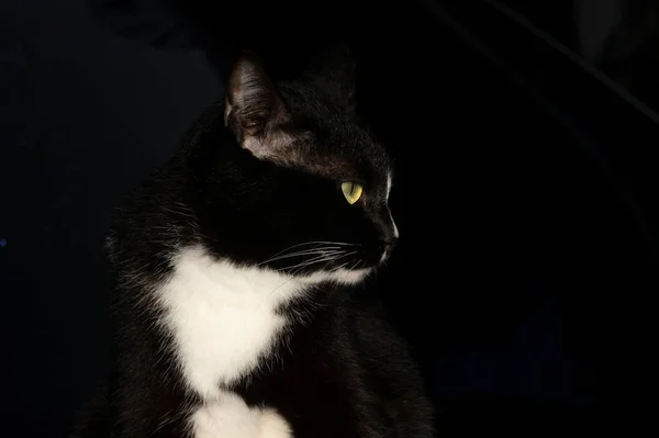 One Black Cat Copy Space Text Various Occasions Black Background — Fotografia de Stock