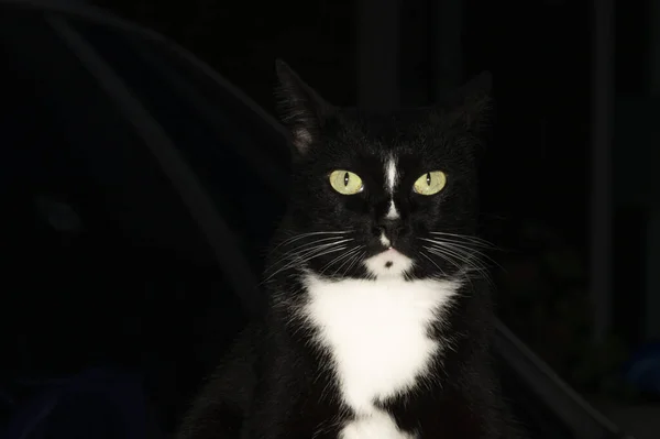 黒の背景の様々な機会にテキストのためのコピースペース上の1匹の黒猫 — ストック写真