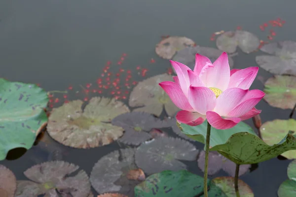 Vintage Style Lotus Pond Nature Background — Stock Photo, Image