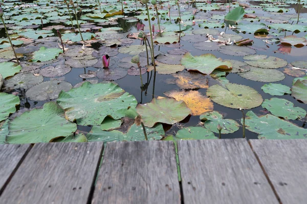ぼやけた蓮の池の上の木製テーブル背景の写真と画像 — ストック写真