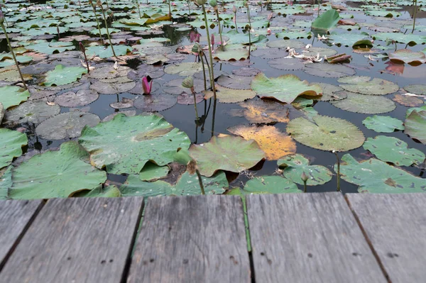 Trä Bord Suddig Lotus Damm Fält Bakgrund Lager Bilder Och — Stockfoto