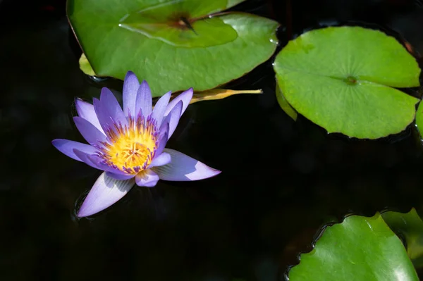 Natural Ground Lotus Flower Black Background — ストック写真