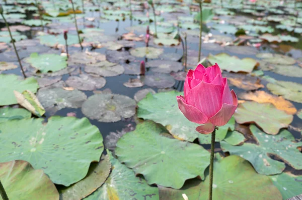 Vintage Style Lotus Pond Nature Background — Foto Stock