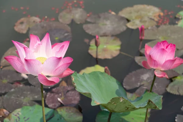 Vintage Style Lotus Pond Nature Background — ストック写真