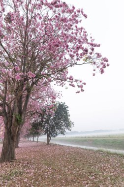 Pembe Panthip çiçekleri parkta açıyor, açık havada bulanık yol arka planında.