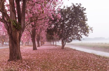 Pembe Panthip çiçekleri parkta açıyor, açık havada bulanık yol arka planında.