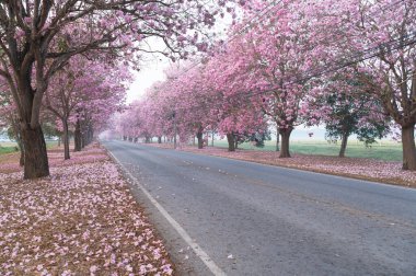 Pembe Panthip çiçekleri parkta açıyor, açık havada bulanık yol arka planında.