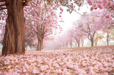 Bulanık arka planda izole edilmiş güzel pembe nilüfer çiçeği..