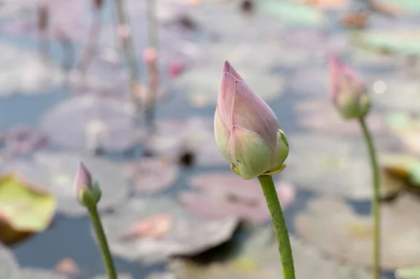 Lotusvijver Tuin Met Wazige Achtergrond Kopieerruimte — Stockfoto