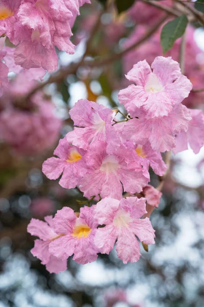 Цветок Розового Лотоса Изолирован Размытом Фоне Боке — стоковое фото