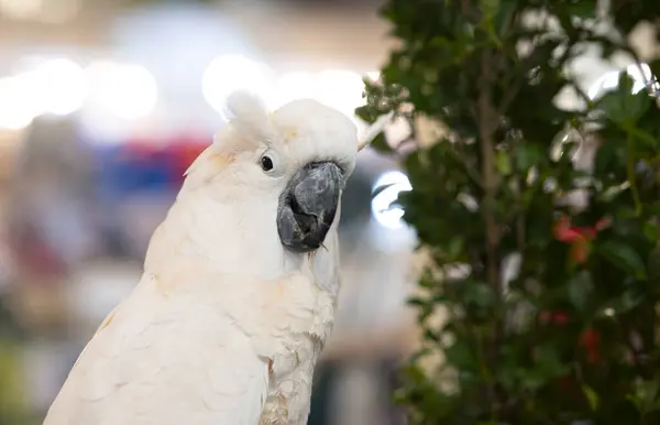 Biały Kakadu Czubaty Drewnie Tle — Zdjęcie stockowe