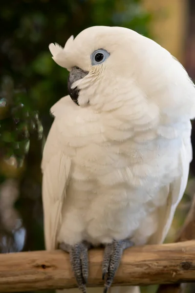 背景为木材上的白色果冻鹦鹉 — 图库照片