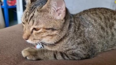 Kara kedi hayvan arka planında kanepede dinleniyor.